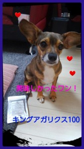 犬　モニプラ